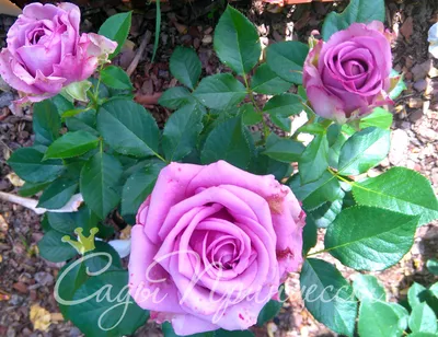 Качественное изображение розы Роза кул ватер