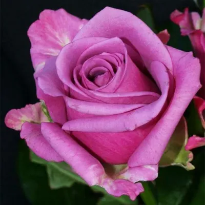 Шикарная роза Роза кул ватер на фотографии