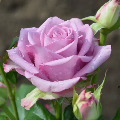 Идеальное изображение розы Роза кул ватер