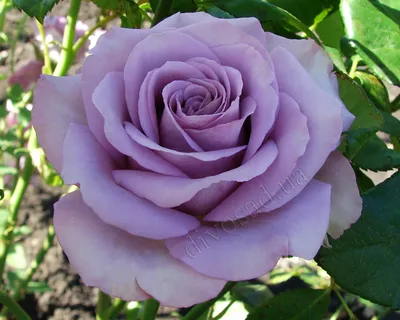 Роза кул вотер в jpg формате - размер S