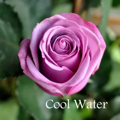 Изображение розы кул вотер для скачивания в формате png