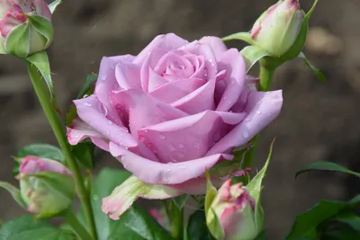 Фотография розы кул вотер в webp формате - размер L