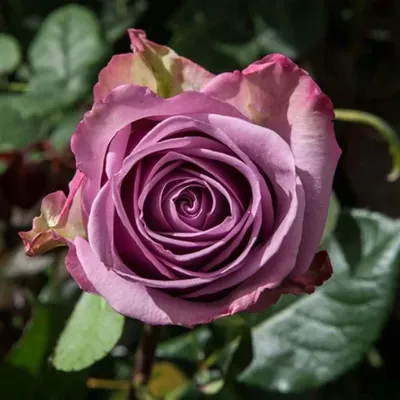 Потрясающее фото розы кул вотер в формате jpg