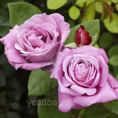 Фотография розы кул вотер в webp формате с выбором размера
