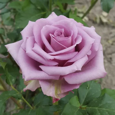 Фотография красивой розы кул вотер в webp формате