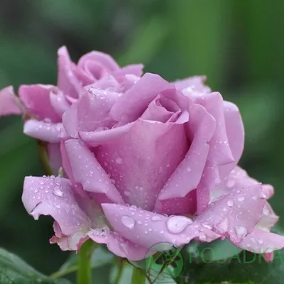 Изображение розы кул вотер для скачивания в формате png - размер L