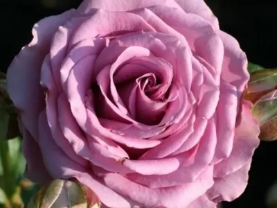 Фотография розы кул вотер в webp формате с возможностью выбора формата