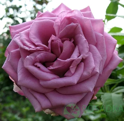 Фотография розы кул вотер в webp формате со свободным выбором размера