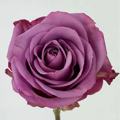 Качественное изображение розы кул вотер для скачивания в формате png