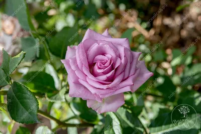 Потрясающее фото розы кул вотер в формате jpg