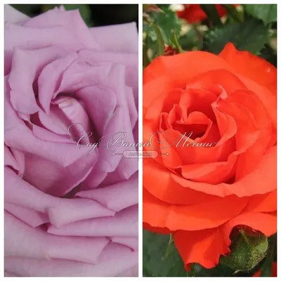 Фотография розы кул вотер в webp формате с выбором размера