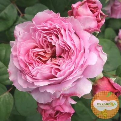 Качественное изображение розы кул вотер для скачивания в формате png