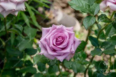 Фото розы кул вотер - прекрасная фотография в формате jpg