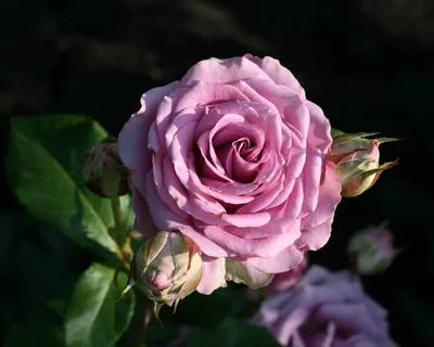 Фото розы кул вотер в формате jpg с выбором размера
