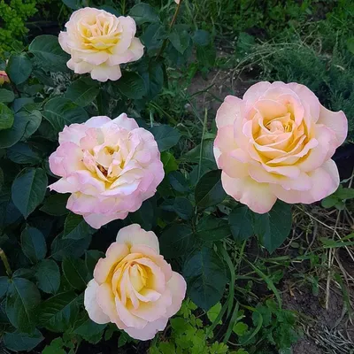 Красивое изображение розы кул вотер для скачивания в формате png - размер S