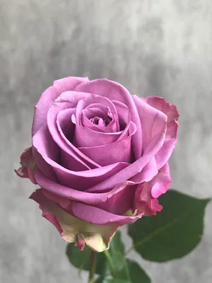Красивая фотография розы кул вотер в webp формате