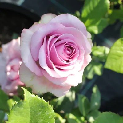Фотография розы кул вотер в webp формате со свободным выбором формата