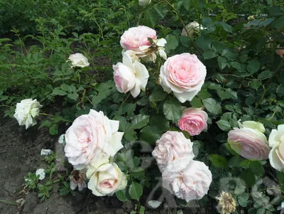 Изображение розы кустовой белого оттенка на странице фото