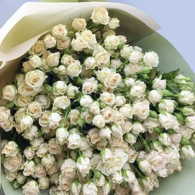 Фотка кустовой розы белого цвета для скачивания в различном размере