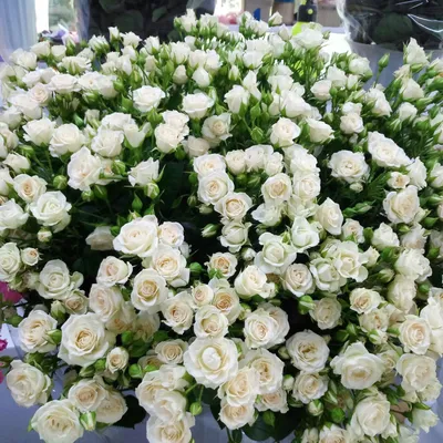 Изображение красивой белой розы на странице фото