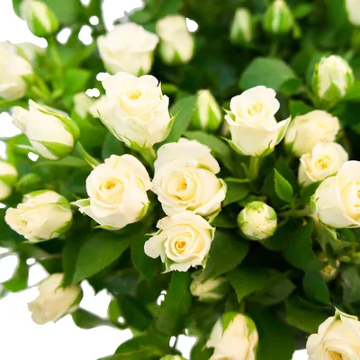 Роза кустовая белая на фотографии с выбором размера и формата