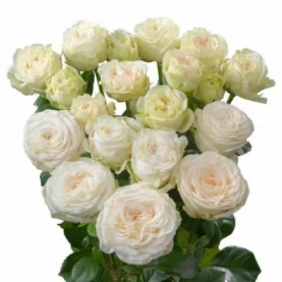 Фото розы кустовой белого оттенка в разных форматах для скачивания