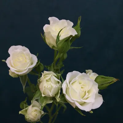 Картинка изящной белой розы на странице с фотографией