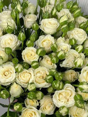 Изображение кустовой розы белого цвета в формате jpg, png, webp