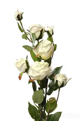 Фото розы кустовой белого цвета с выбором формата и размера