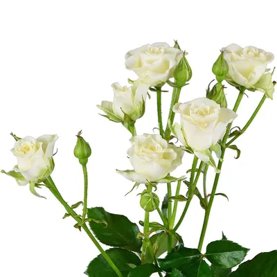 Изображение красивой белой розы с возможностью скачивания