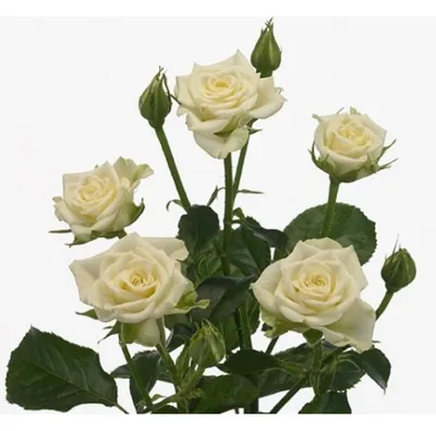 Фотография белой кустовой розы для скачивания в разных размерах