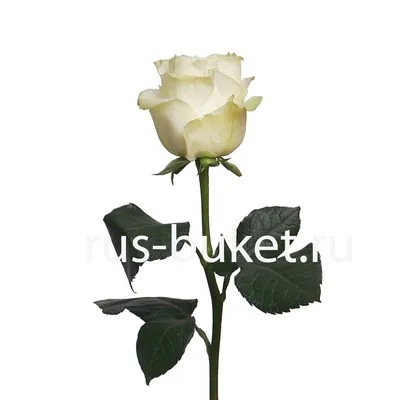 Кустовая белая роза на фото с возможностью выбора размера