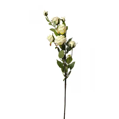Фото розы кустовой белого оттенка в различных форматах