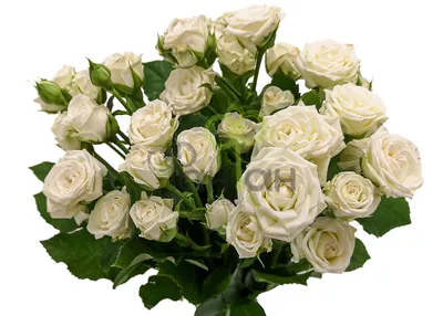Роскошная белая роза на изображении с настройкой размера