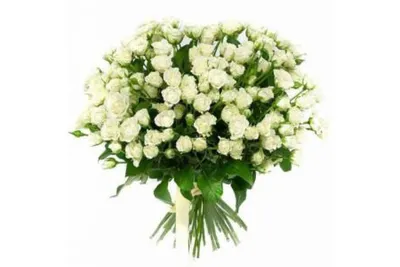 Белая роза на фото с выбором формата для скачивания