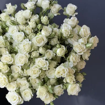 Фотография красивой белой розы на странице фото