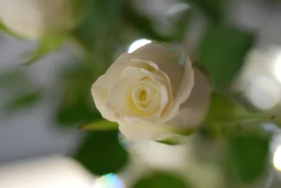 Белая роза на фото с возможностью скачать в разных форматах