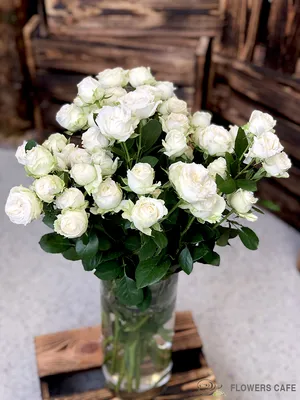 Роскошная белая роза на странице фото