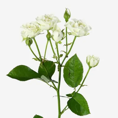 Фото кустовой розы белого оттенка с изменяемым форматом
