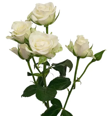 Изящная кустовая роза белого цвета на изображении