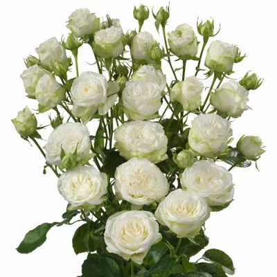 Фотография белой кустовой розы для скачивания