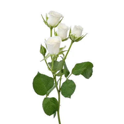 Белая роза на фото в разных размерах