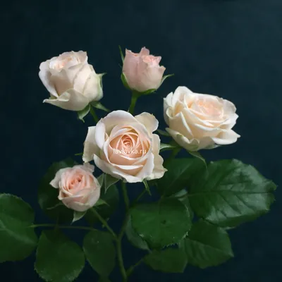 Роза кустовая яна в формате jpg