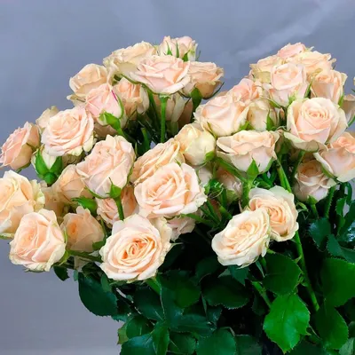 Фото розы кустовой яна в jpg формате для сохранения
