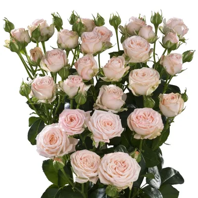 Изображение розы кустовой яна в png формате для выбранного размера