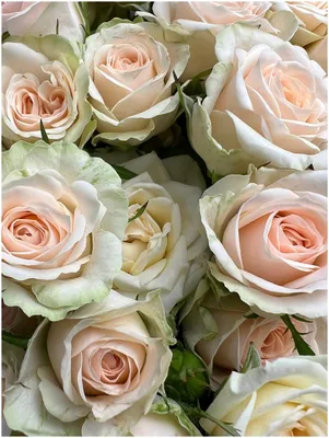 Изображение розы кустовой яна для скачивания в webp формате