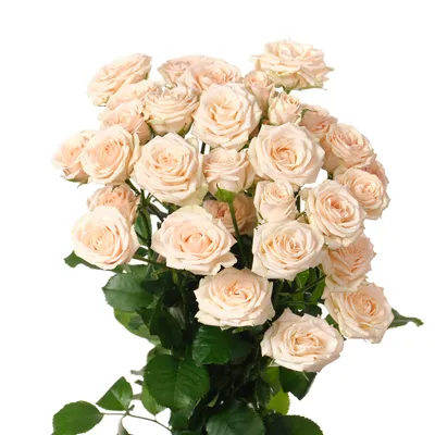 Роза кустовая яна в png формате с опцией выбора размера для скачивания