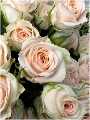 Фото розы кустовой яна в формате webp для вашего выбранного размера