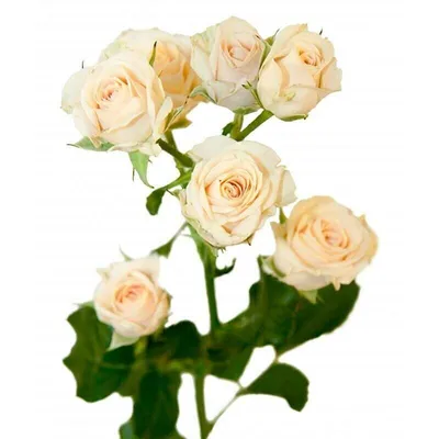 Фото розы кустовой яна для скачивания в jpg формате
