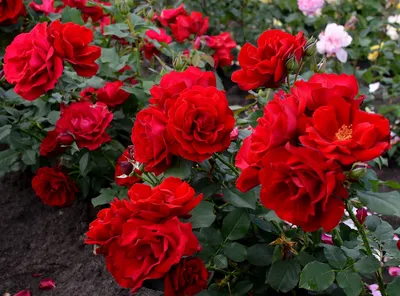 Изображение розы кустовой яна в png формате для вашего выбранного размера
